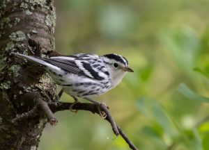 Black and white Warbler by: The Afternoon Birder