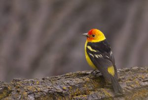 Western Tanager by: iStock/Silfox